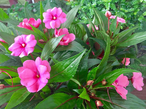 凤仙花儿童手工制作大全(凤仙花儿童手工制作大全图解)